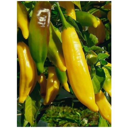 ������ ������ ������ ������ ����� Lemon Drop (����� ���� �����), 5 ���� ����