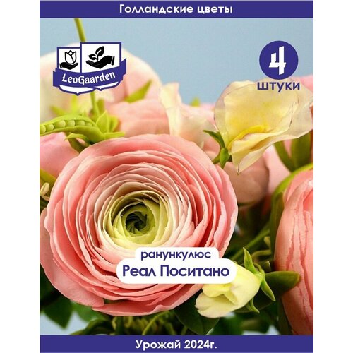 ������ ������ ���������, ����������, ���� �������� , 4�� (Leogaarden) ����