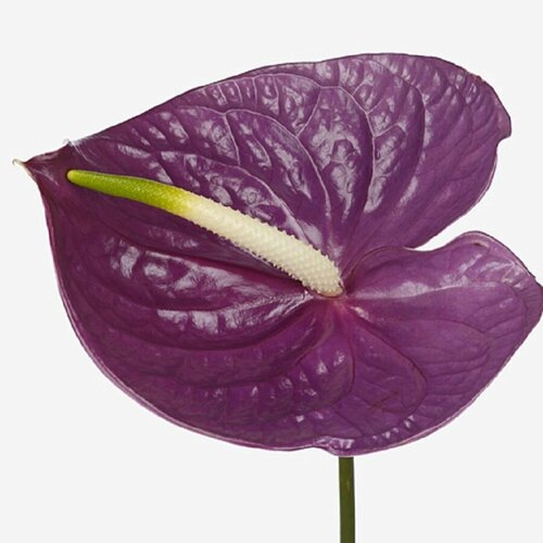 ������ ������ �������� �������, Anthurium Impreza, ������ ����