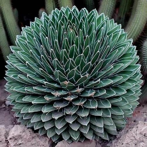 ������ ������ ����� �������� ��������, Agave Victoriae Reginae, ������ ����
