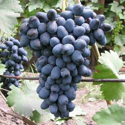 ������ ������ �������� ������ ���������� ����