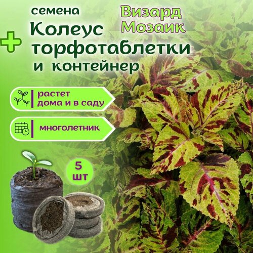 ������ ������ ������ ������ ������, ������ + �������� �������� Jiffy � �������, 5 �� ����