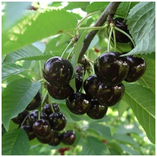 ������ ������ ������ ������ ������� ������ ������� 5 ��. ����