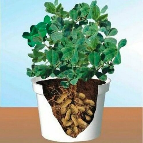 ������ ������ ������, ������ ��� ���������� � �������� ����������� ����