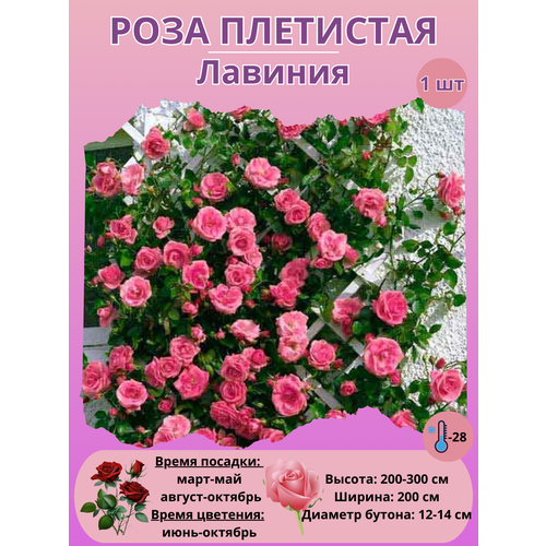 ������ ������ ���� ��������� �������, ����������� ����� ����