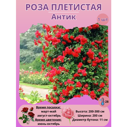 ������ ������ ���� ��������� �����, ����������� ����� ����