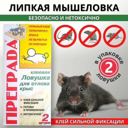 ������ ������ ������� ������� �������� ��� ������ ���� 2 �� ����