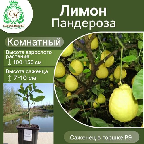 ������ ������ ����� ��������� ����