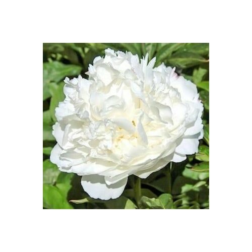 ������ ������ ���� ���� / ������ ����� ����