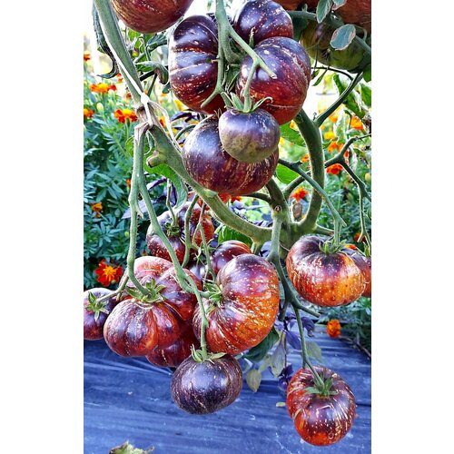 ������ ������ ������ ������ ����� ����� (Blue Fire) / Seeds And Goods / � �������� zip-lock ��� ���������� 10 ����� ����