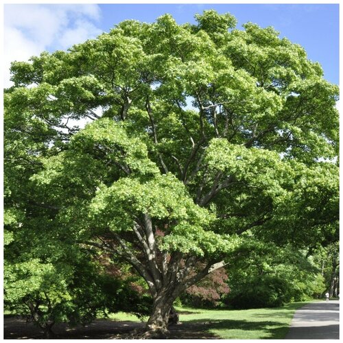 ������ ������ ������ ������ ��� ������������ ���� 10 ��. ����