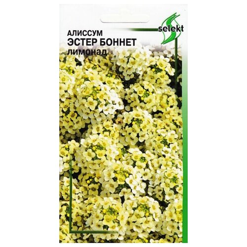 ������ ������ ������� ����� ������, �������, 20 ����� ����