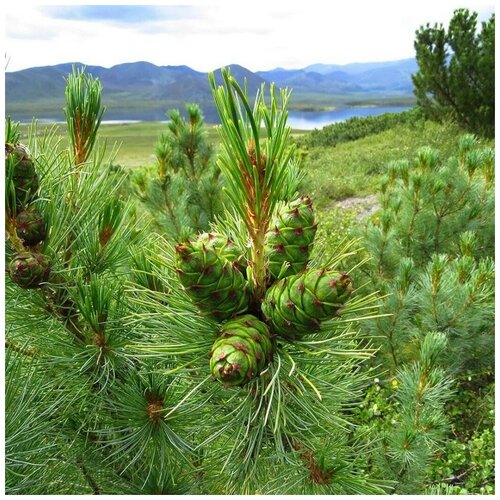 ������ ������ ������ ������ �������� ������� 30 ��, ����� ����������� ����