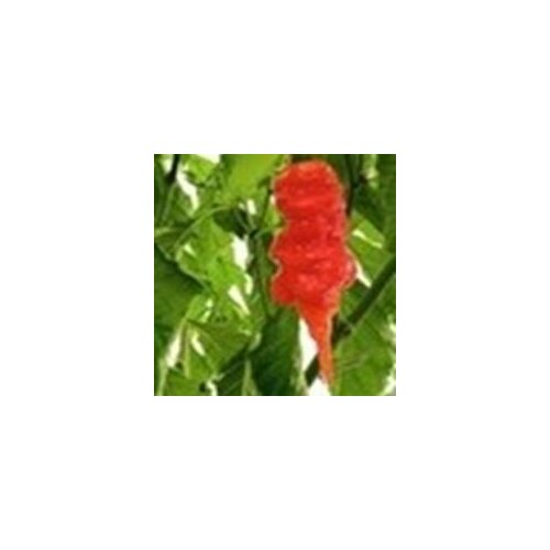 ������ ������ ������ ������ ����� Naga Morich, 5 ����� + ������� ����