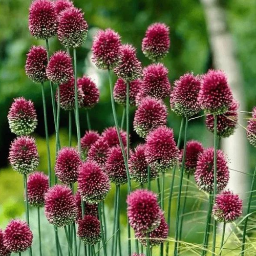 ������ ������ �������� ������ SPHAEROCEPHALON ( 10 �� ) ����