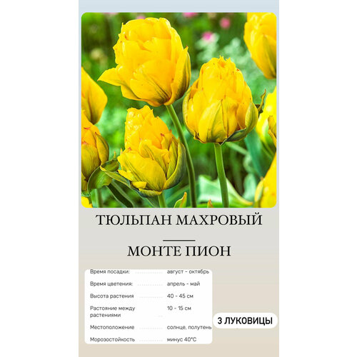 ������ ������ ������� �������� ����������� ������ ����