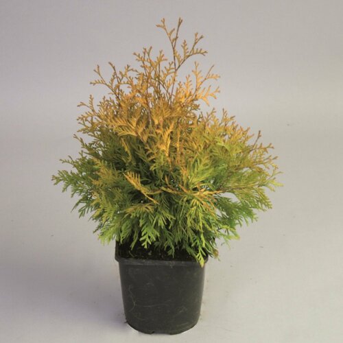 ������ ������ �������� ��� ����� ������ 881819 �2 H25-30 ����