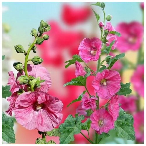 ������ ������ ������ ������ ������ �������� ���� ������ 30 ��. ����