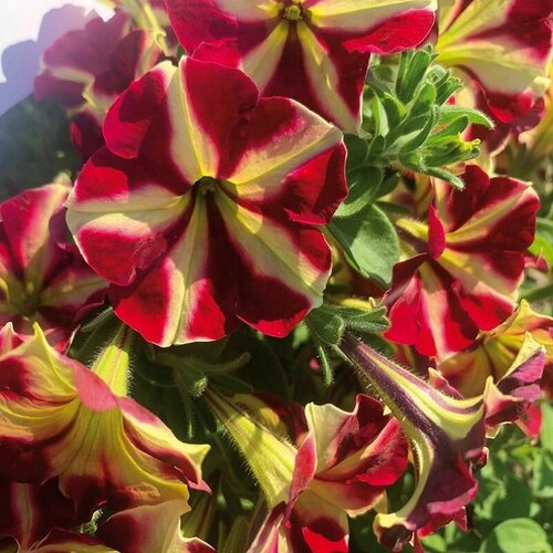 ������ ������ ������� �������������� F1 ��� ���� ����� ����� ���, ��������� ��������� ���������� ���������� ������ � ������� ������������� ����������, 5 ����� ����