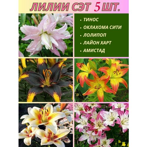 ������ ������ ����� ���������, ��������, ��� �� 5 ���� ����