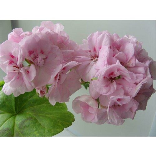 ������ ������ ������ ���������� ��������� ������� ���� 4 �� (1 �������� (O)) ����