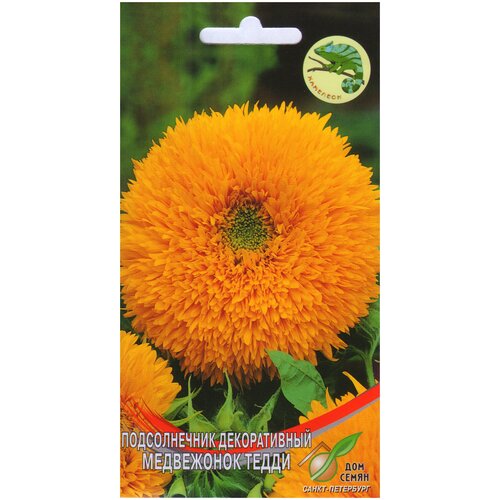 ������ ������ ������������ ������������ ���������� �����, 13 ����� ����