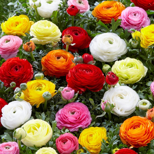 ������ ������ �������� ������ , ������ , �������� ���������� MIXED ( 20 �� ) ����