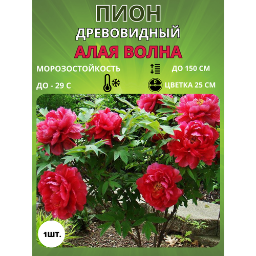 ������ ������ ���� ���� ����� 1 ��. ����