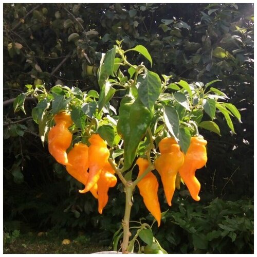 ������ ������ ������ ������ ����� ������ Monkey Face Yellow 5 ��. ����