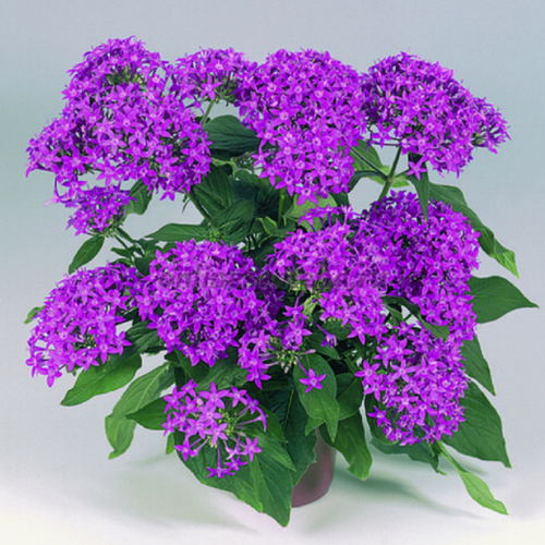 ������ ������ ������ - ���������� ������ ����������, ������ ����