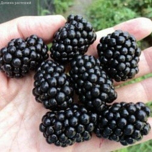 ������ ������ ������� ��������� ������� (1 ������� � ������ 15-20 ��) ����