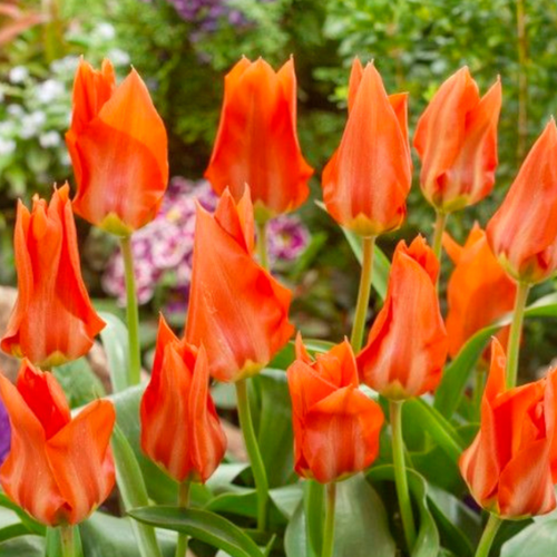 ������ ������ �������� �������� PARK TIGER ( 5 �� ) ����