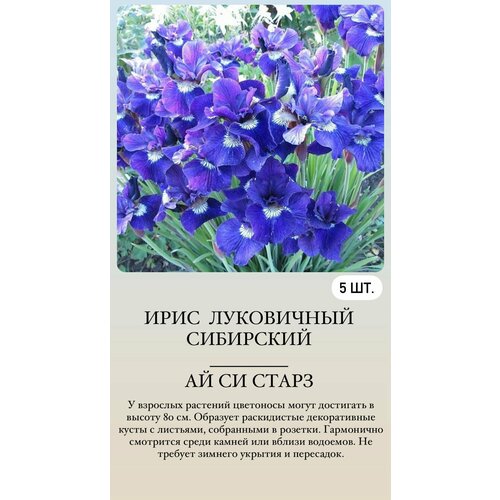 ������ ������ ���� ���������� �������� ����������� �������� ����