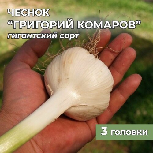 ������ ������ ���������� ������ �������� ������� �� ������� 3 ������� ����