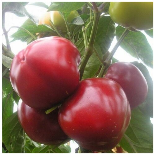 ������ ������ ������ ������ ����� ������� ������� 10 ��. ����