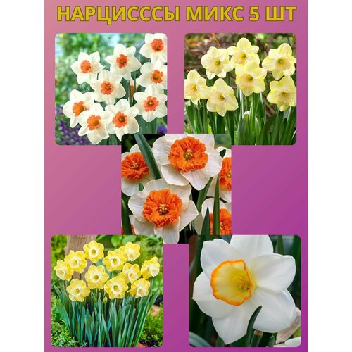 ������ ������ �������� ����������� �����, �������� 5 �� ����9 ����