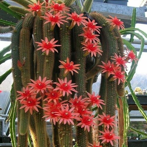 ������ ������ �������������, Hildewintera Aureispina, �������������������, �������, ������ ����