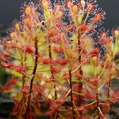 ������ ������ ������ ��������� �������, Drosera Madagascariensis 10+ ��, ������ ��������, ��������� ��� ����