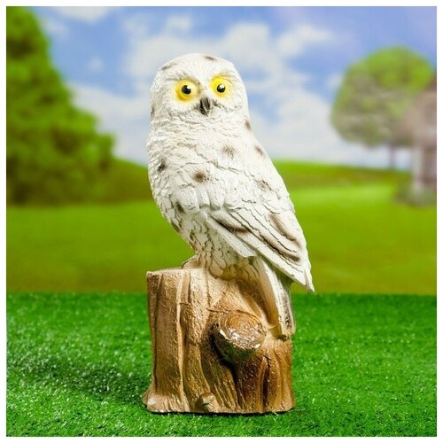 ������ ������ ������� ������ 