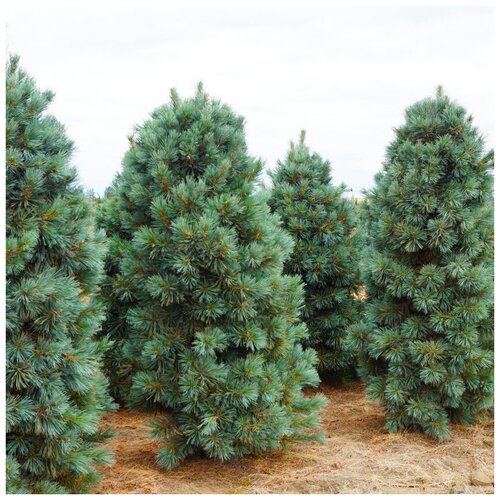 ������ ������ ������ ��������� ���� ��������� �����, ������, 10 �� ����