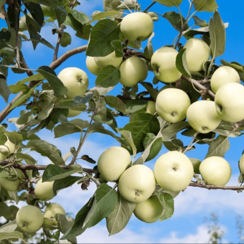 ������ ������ ������ ����� �����/������ (1 �������) ����