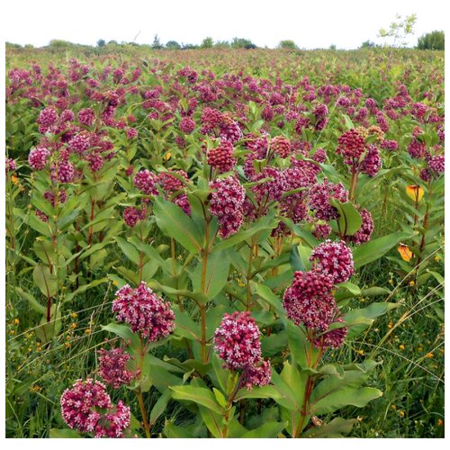 ������ ������ ������ ������ �������� ��������� 30 ��. ����