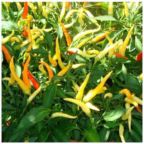 ������ ������ ������ ������ ����� ������ ������ ������� 5 ��. ����