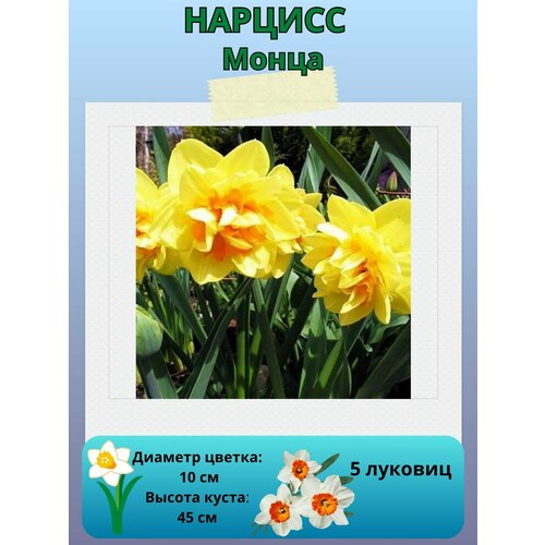 ������ ������ ������� �����, ����������� �����, �������� ��� ������� 5 �� ����