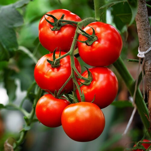 ������ ������ ����� ���� F1, ������ �������������� ������������� ������ � ������� ����������� ������ ������ � ������������� � ������������, 10 ����� ����