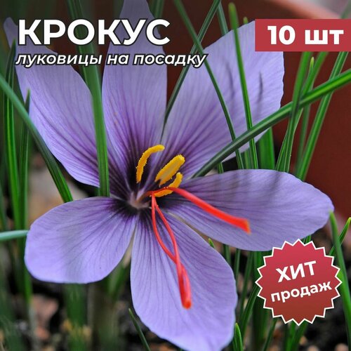 ������ ������ �������� ������� �� ������� 