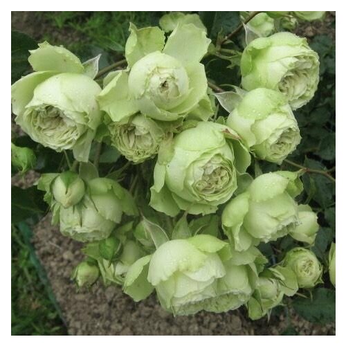 ������ ������ ���� ���������� ����� ���� ����