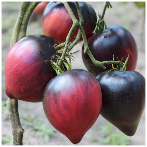 ������ ������ ������ ������ ����� ������� ������ 10 ��. ����