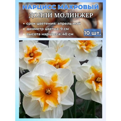 ������ ������ ������� ��������, �������� 10 ���� ����