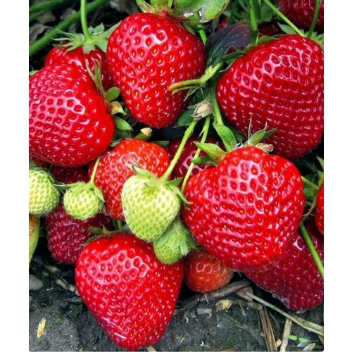 ������ ������ ��������� ����� �������, 3 ����� ����